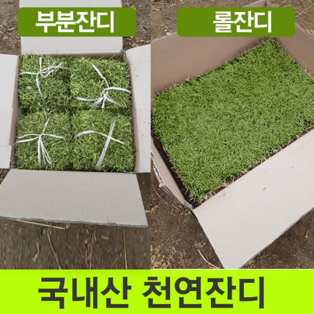 천연잔디 (전남 장성군)부분잔디/20장/롤잔디2장/박스포장/무료배송, 60cm40cm롤잔디2장