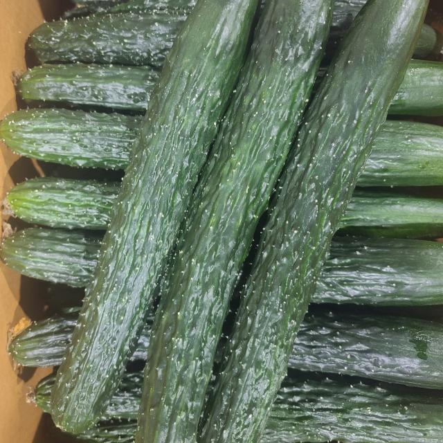 갓 수확한 맛있는 가시오이 3kg 5kg 10kg, 가시오이3kg