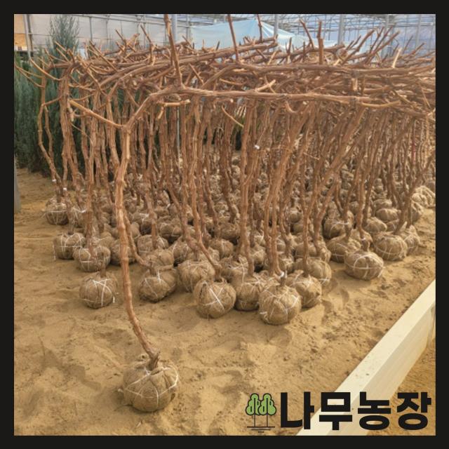 (나무농장) 포도나무 청포도 샤인머스켓 결실주(분)