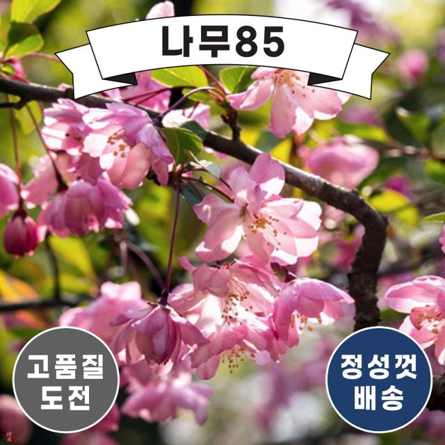 (나무85) 서부해당화 개화주 분