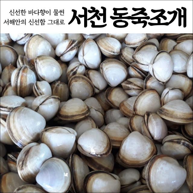 서해안 서천직송 깔끔해감 자연산 생물 싱싱한 동죽 물총조개 2kg, 1box, 자연산 동죽 물총조개 - 2kg