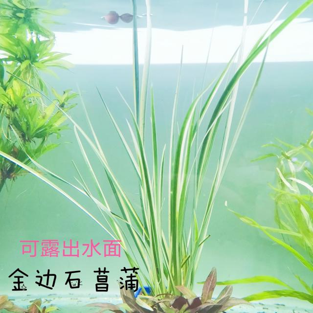 수초바닥재 진수초 큰 수란 작은 토란 테킬라 잡아떼다 기르기 앞뒤 경치 새내기 물 부추 4798362248, 금테석창포 1컵