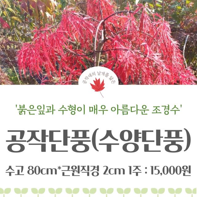 공작단풍 / 수양단풍 / 단풍나무 / 조경수 / 충북농원, 공작단풍(수양단풍), 1개