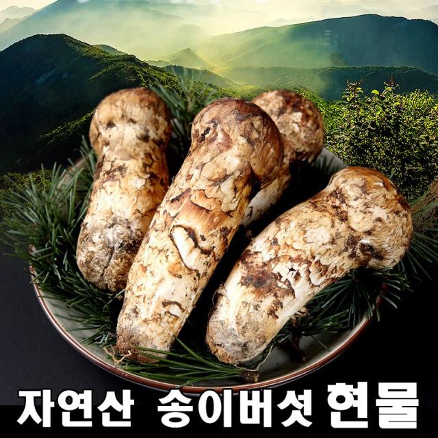 2022년 최고급 자연산 송이 버섯 자연 추석 설날 명절 선물세트 500g, 특등급9cm이상 1kg