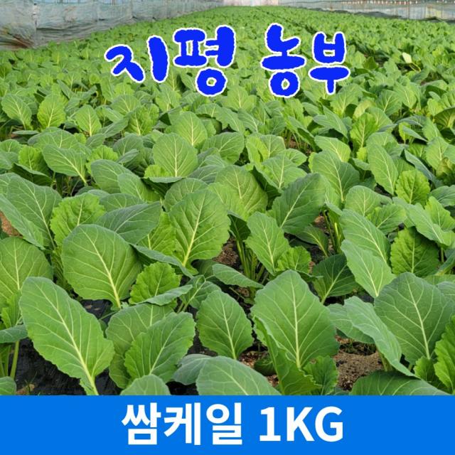 [물맑은 양평] 지평 농부 쌈케일1kg