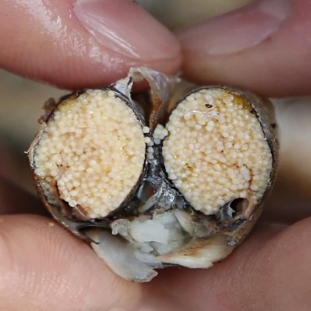 알배기 열빙어 시사모 특대, 1팩, 1kg (냉동/55미전후)