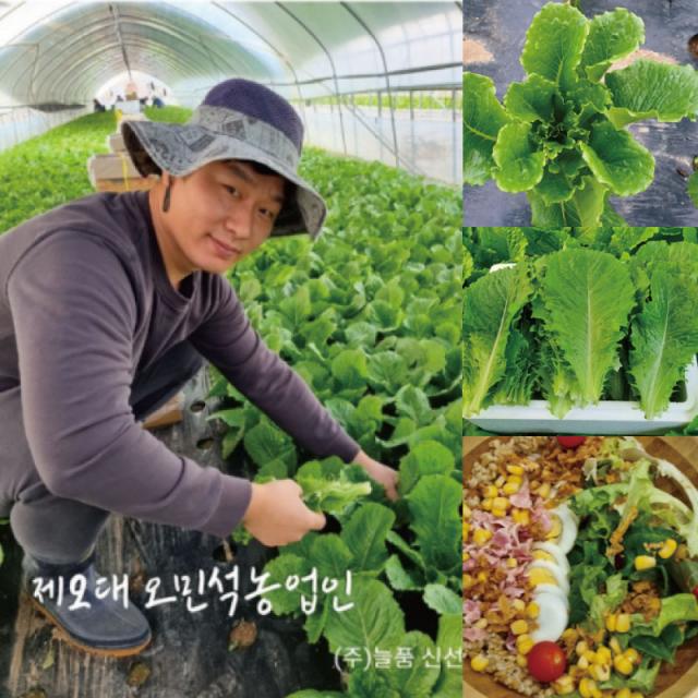 신선따옴 로메인상추 1kg, 1kg