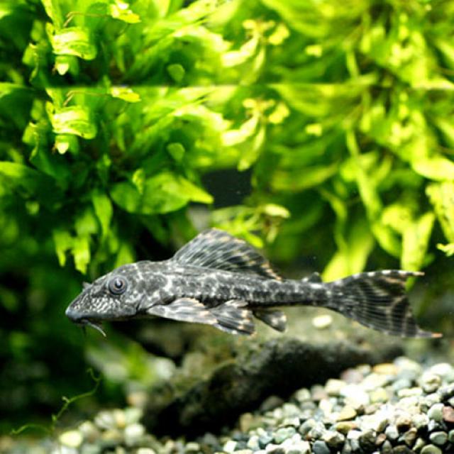  아쿠아펫 이끼먹는 열대어 비파 4마리 5~6cm 1개