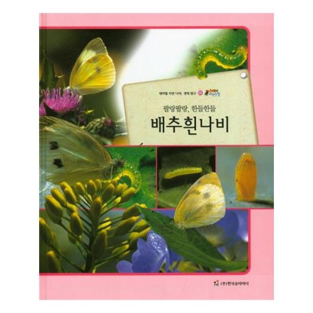 올빼미 자연관찰 04 팔랑팔랑 한들한들 배추흰나비 (곤충류)