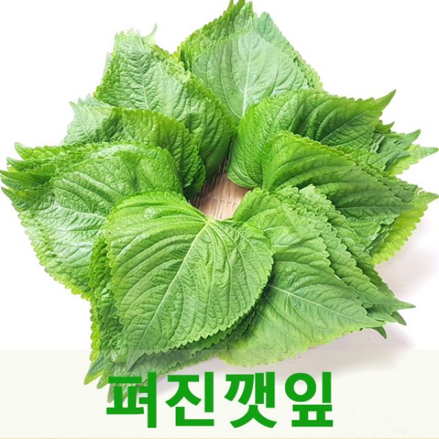 싱싱한 펴진깻잎1.5kg내외 깻잎장아찌 깻잎김치