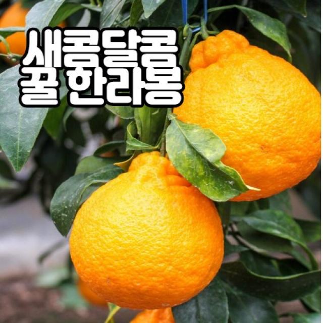 한라봉 제철 선물용 제주 할라봉 프리미엄 3kg 3키로 5kg 5키로 설명절 선물세트