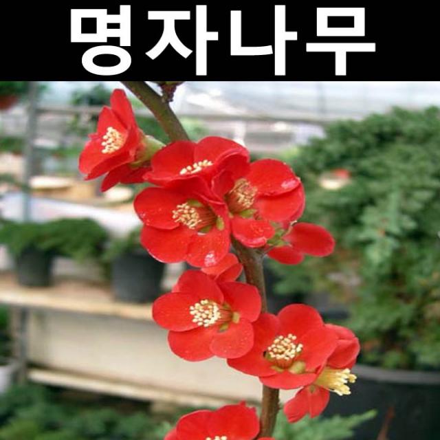 명자 키80cm/나무 묘목/꽃나무/정원수/공원수