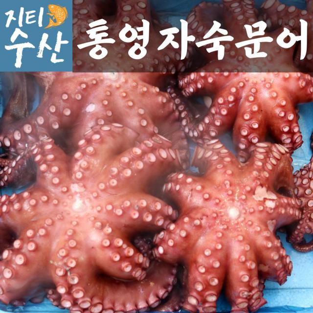 산지직송 국내산 최상급 통영 활문어 돌문어 자숙문어 생문어 1kg 2kg 데친 삶은 대왕 문어 생물 손질 남해 제철 제수용 요리용 제사상문어 명절 설 설날 새해 구정 추석 선물세트, 자숙돌문어 1.5kg내외