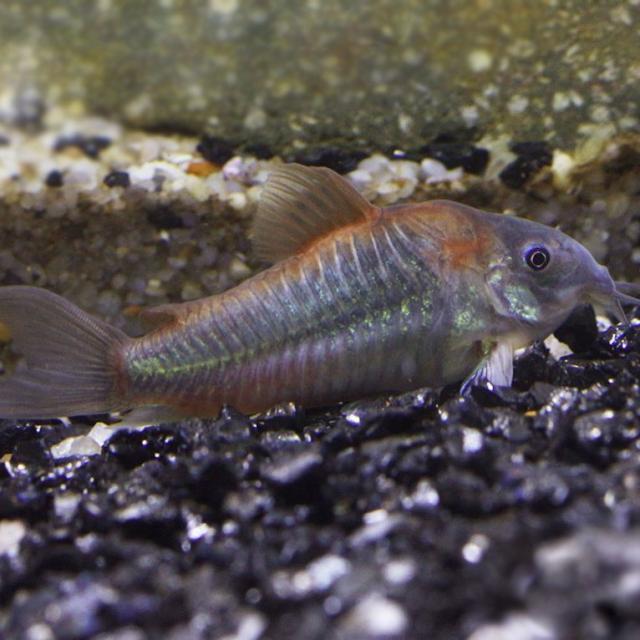 열대어 베네수엘라 코리도라스, 1마리