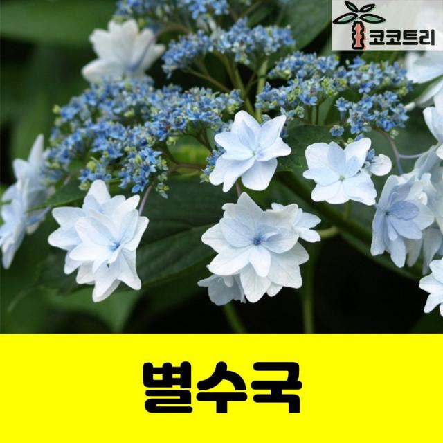 [코코트리] [꽃나무] 별수국 묘목, 1개, 별수국 7치화분