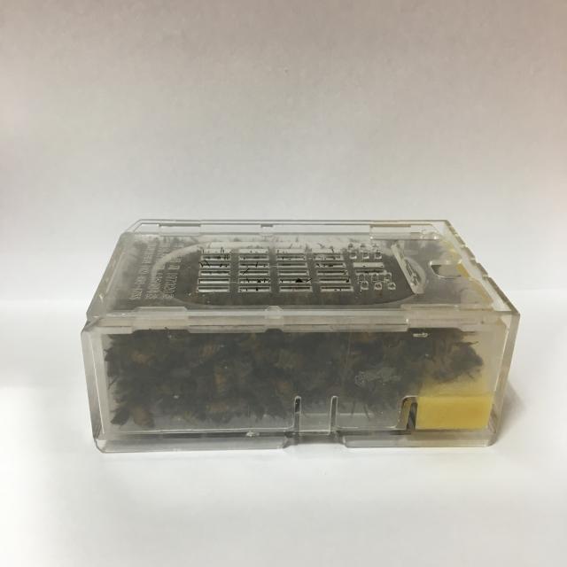 브랜드 봉침벌 벌침벌 봉침용벌 벌침 벌침용벌 1개 벌침