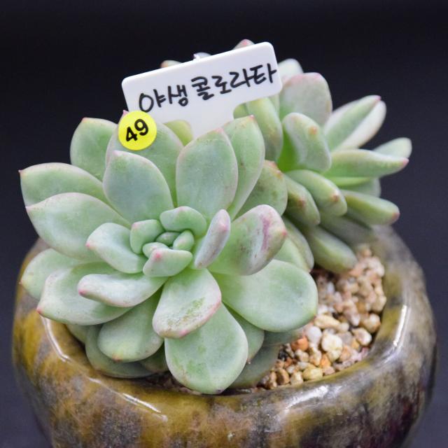 유진's 다육 흑장미 길바 새벽별 콜로라타 마디바 화이트그리니크리스마스 등 다육이 패키지, 1개, 6.야생콜로라타