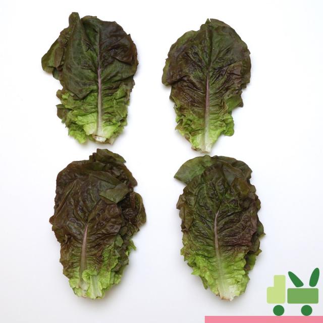 사라상회 적상추 2Kg
