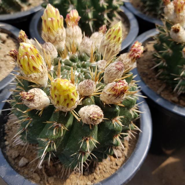 [해뜰다육] 사자왕 다육식물 선인장