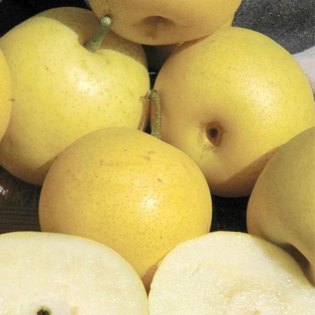 산지직송 나주배 고당도배 신고배 가정용배 꿀배 흠집배 5kg 15kg, 3kg (4-7과)
