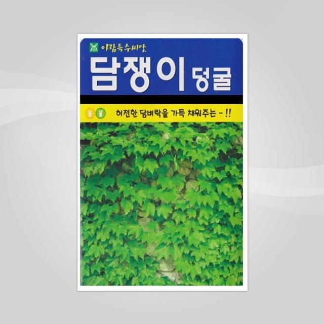 슬로시 슬로시 나무 씨앗 해송 구지뽕 느릅 씨 종자, 담쟁이덩굴500립(아람)