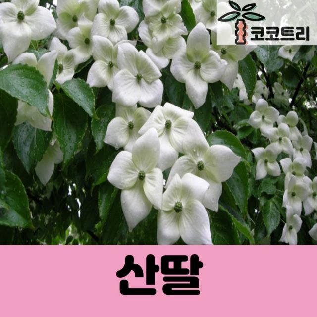 [코코트리] 산딸나무 묘목, 1개, [10주묶음] 산딸나무 실생1년