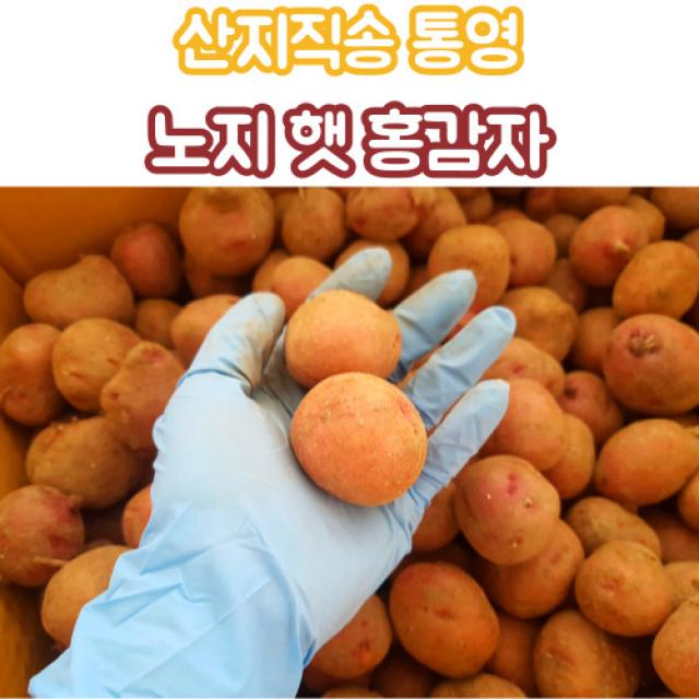 산지직송 통영 홍감자 햇감자 노지 카스테라 감자 중 특대혼합 3kg 5kg, 중_홍감자_3kg