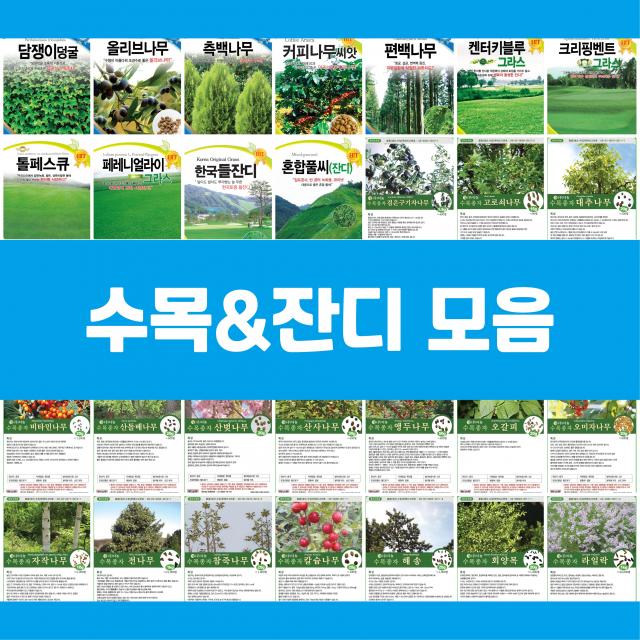 수목 잔디 씨앗 커피나무 비타민나무 라일락 잔디, 18.라일락