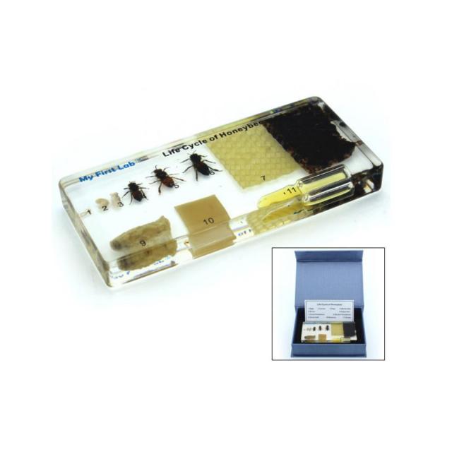 성장표본 알 유충 애벌레 꿀벌 11종 곤충액자