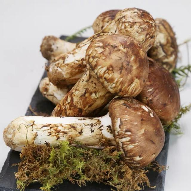 2022년 자연산송이버섯 백두산송이 생송이버섯 부모님선물 고급식자재, 1박스, 2등품 480g