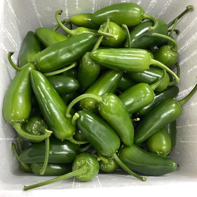 순한맛 2kg 피클 장아찌용 생 할라피뇨고추 퍼펙트 직접재배, 순한맛3kg