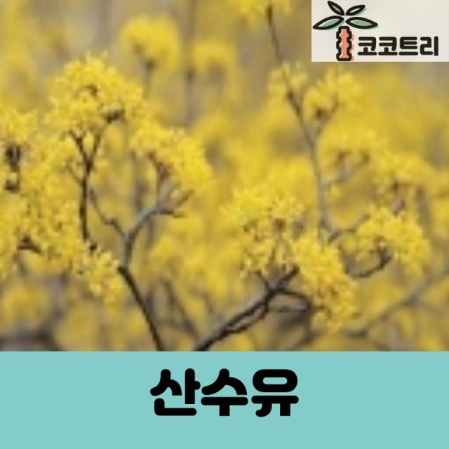 [코코트리] [활엽수] 산수유 묘목, 1개, 산수유 R3cm내외