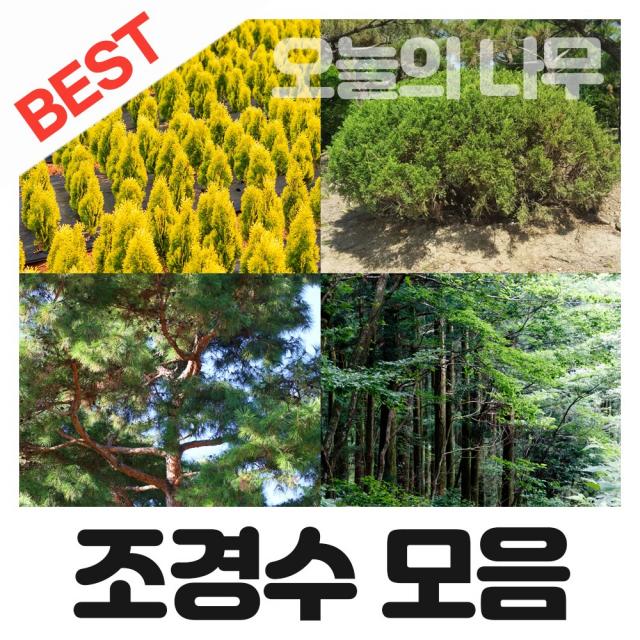 합리적 가격의 우수한 조경수나무묘목 종합(왕벚 소나무 영산홍 남천나무등), 13.왕벚나무 2년생