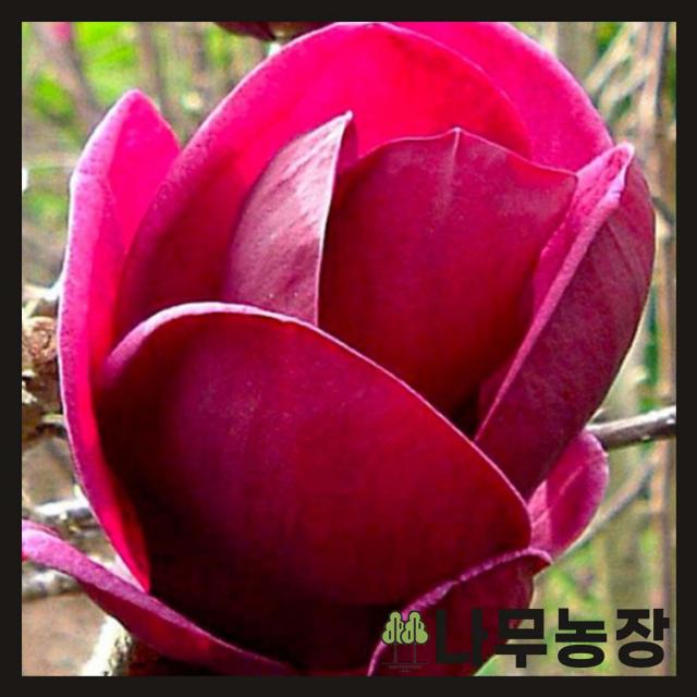  나무농장 평일당일발송 목련나무 사계적목련 제니 접목1년 묘목