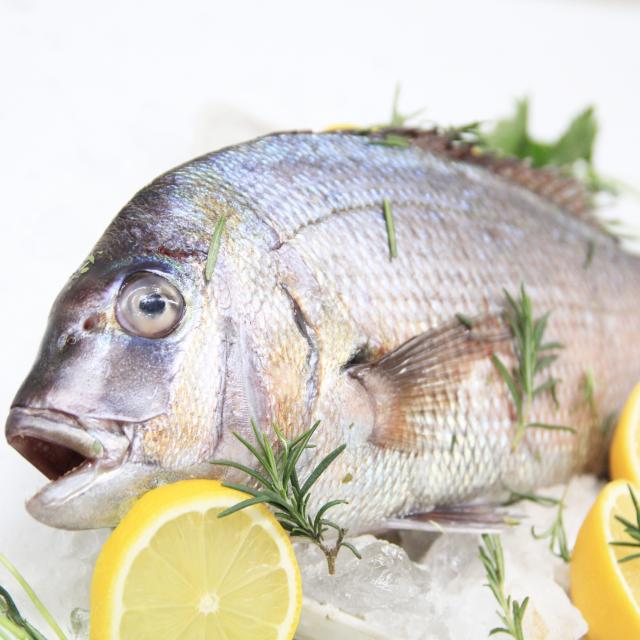 국내산제철참돔 도미(1마리당 1.2kg내외)생선구이용 찜용 간편손질후 신선진공포장, 국내산제철참돔(특)1마리