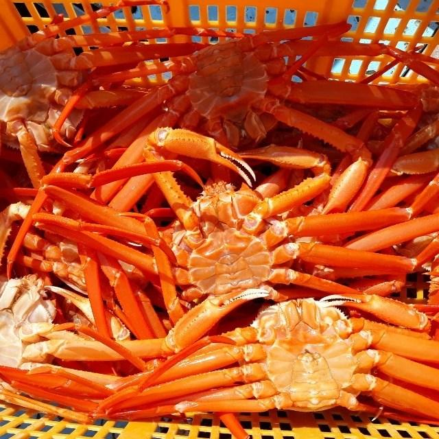 요리하는 아들 산지 선주직송 일반홍게 1kg 마리당 250~350g, 1개, 일반홍게 생물 1kg(250~350g)