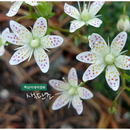 suc. 색단초 [4포트] (복남이네야생화 모종 바위솔 새덤 그린 다육 다육식물 삭스프라가 ﻿succulent ﻿saxifraga bronchialis)