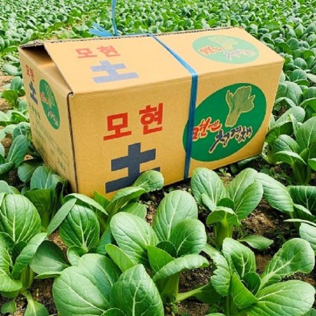 (지해농장)당일수확 청경채 4kg, 1BOX, 4KG