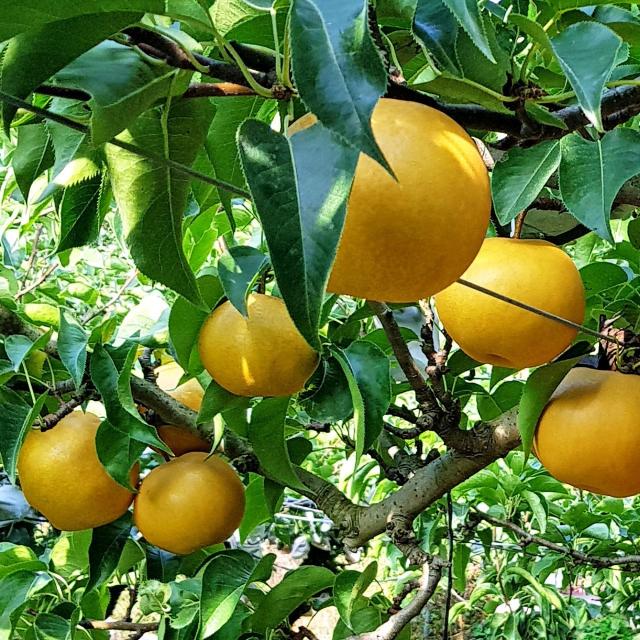 맛콤과일 나주 배 가정용/특품/선물세트 산지직송 가정용 5kg 9과내 