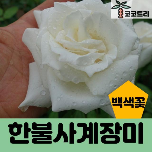 코코트리 [꽃나무] 한불사계장미, 1개, 한불사계장미 (백색꽃)