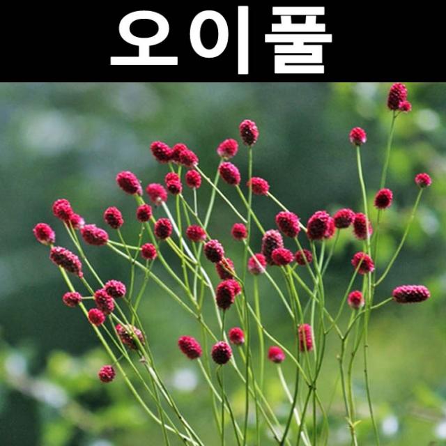 오이풀 7치화분/야생화/지피식물/다년생