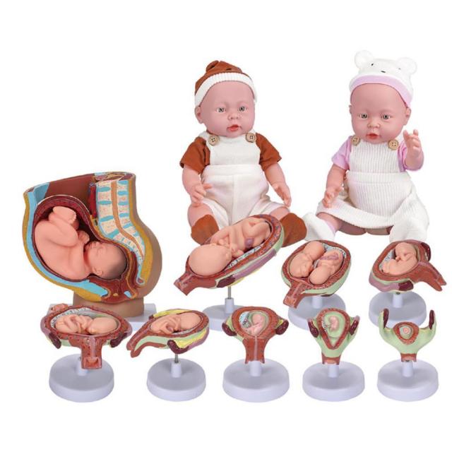 과학교구 보건수업 신체탐구학습 아이들이좋아하는 4학년