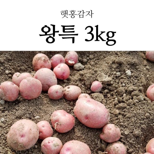 국내산 포슬포슬 햇 감자 햇감자 수미감자 홍감자 3kg, 1box, 햇 홍감자 왕특 3kg