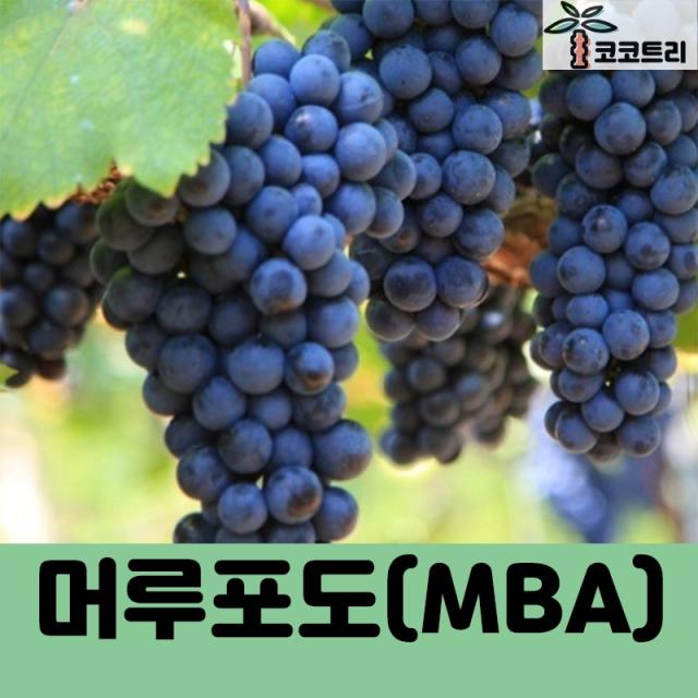 코코트리 [포도나무(결실주)], 1개, [[차량배송]] 머루포도(MBA) R3~4cm 결실주(분)