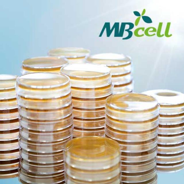 Mbcell Pda Potato Dextrose Agar Plate 10ea