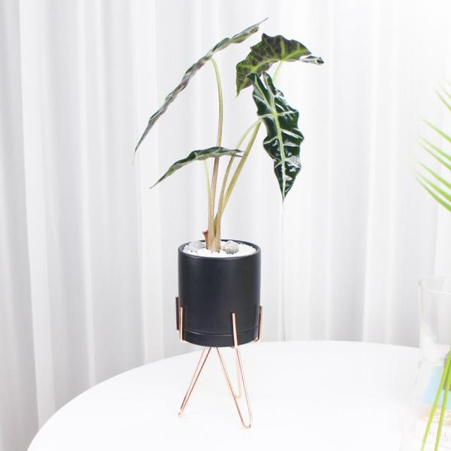 거북알로카시아 모던블랙 포크스탠드 집에서키우기쉬운 공기정화식물 사기 빈화분