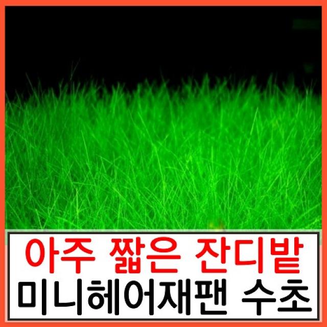 수초하우스) 미니헤어재팬 짧은 잔디밭 수초 무려 50뿌리