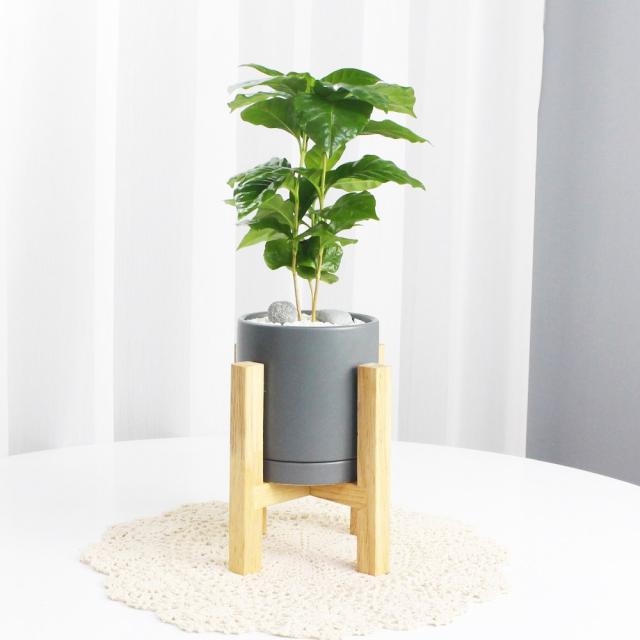 커피나무 모던실버 우드스탠드 집에서키우기쉬운 공기정화식물 사기 빈화분