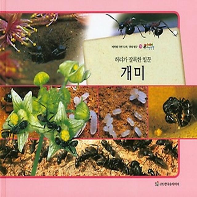 허리가 잘록한 일꾼 개미 (곤충류), 한국슈타이너