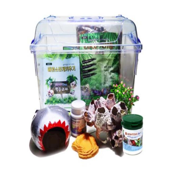  챔프크랩 소라게키우기세트 특대 뷰티은신처